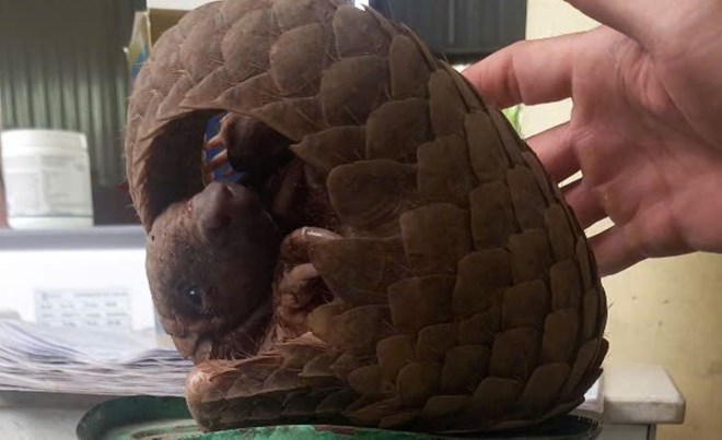 Cá thể động vật quý hiếm trong Sách đỏ bò vào ngôi nhà ở phố