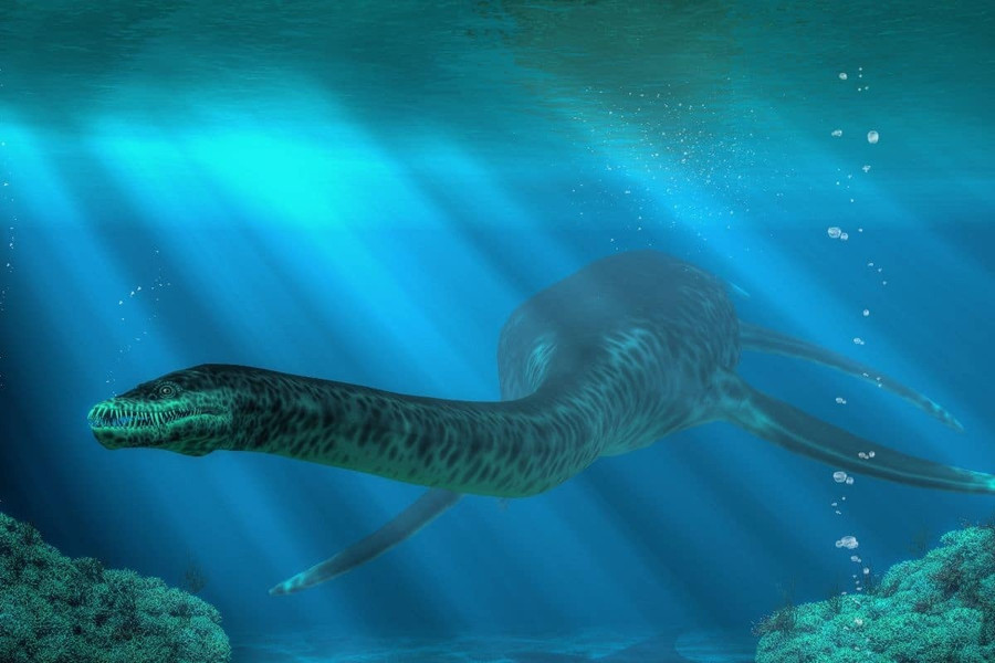 Tái tạo hình ảnh về cuộc sống của Plesionectes longicollum.