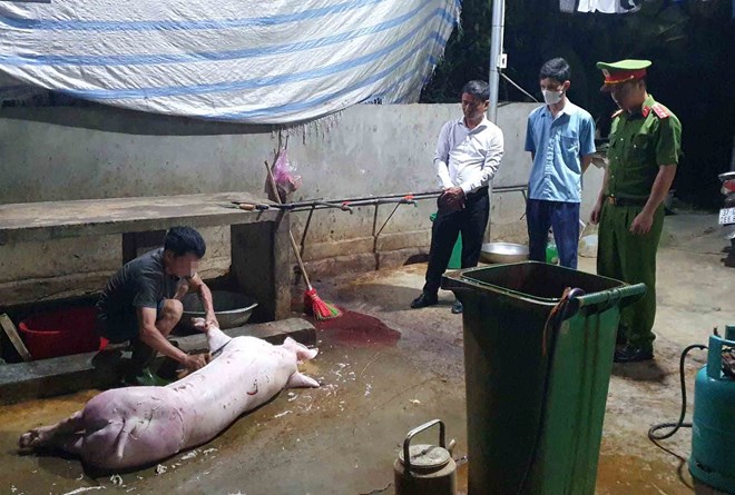 Phát hiện vi phạm trong giết mổ gia súc tại Hà Tĩnh