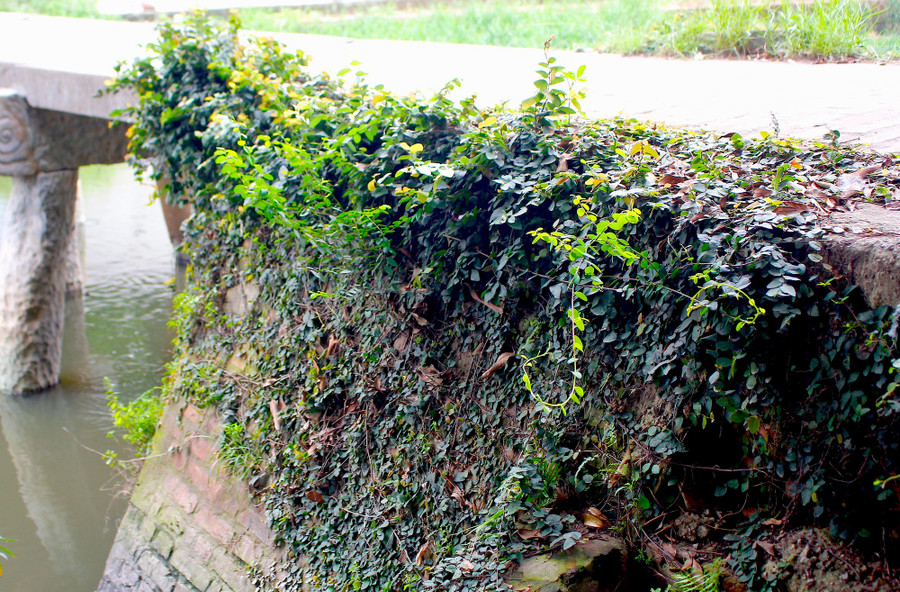 Mố cầu 2 bên được xây bằng gạch đất nung. Qua thời gian, 2 mố bị phủ kín rêu và cây leo xanh, càng tôn lên vẻ đẹp cổ kính của cây cầu. cau-da-co-doc-nhat-vo-nhi-o-bac-bo-4.jpg