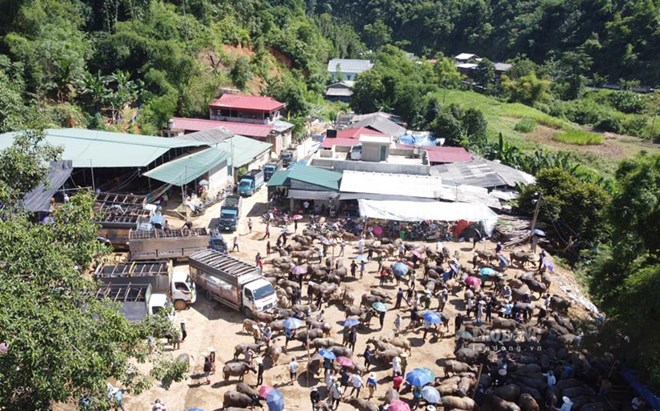 Dừng hoạt động mua bán lợn tại tất cả chợ gia súc ở Cao Bằng