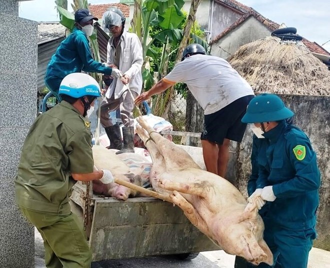 Quảng Ngãi nỗ lực khống chế dịch tả lợn châu Phi