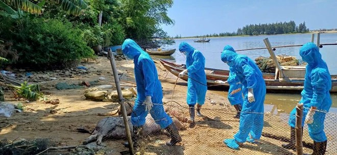 Quảng Ngãi áp tiêu chuẩn tái đàn nghiêm ngặt nhằm ngăn dịch tả lợn Châu Phi