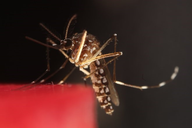 Việt Nam chưa ghi nhận ca bệnh Chikungunya trong cộng đồng