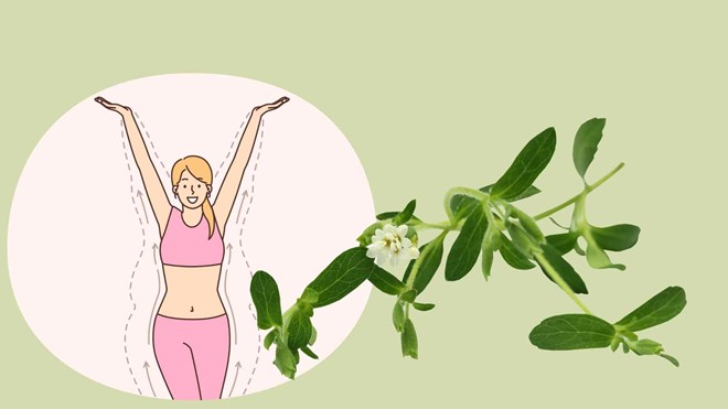 Bất ngờ công dụng của cỏ ngọt giúp giảm cân hiệu quả