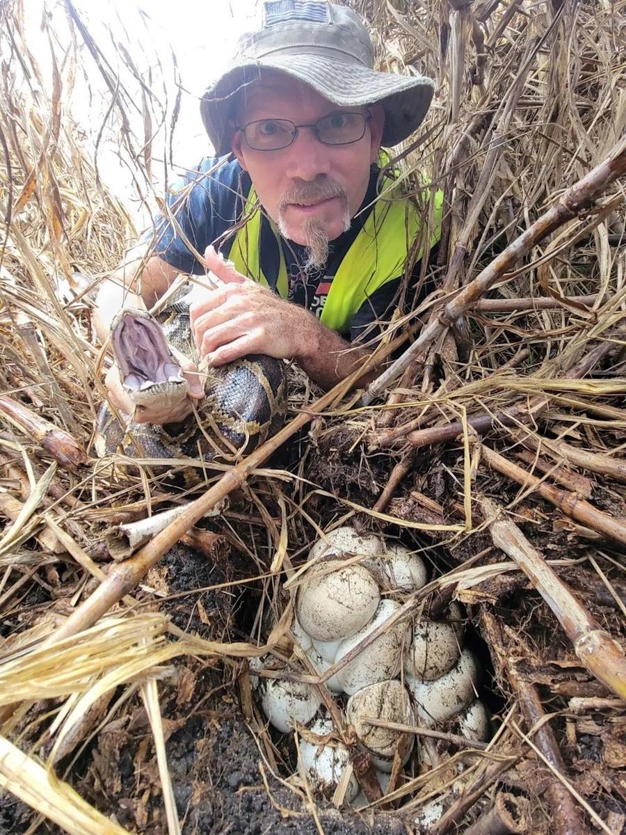 Anthony Flanagan là một trong số các thợ săn trăn hợp đồng được South Florida Water Management District thuê cho Chương trình Python Challenge. Trong ảnh, ông đang cầm một con trăn Miến Điện ông bắt được cùng với ổ trứng phát hiện gần đó. nu-tho-san-cao-15m-lap-ky-luc-khi-bat-60-con-tran-trong-10-ngay-3.jpg