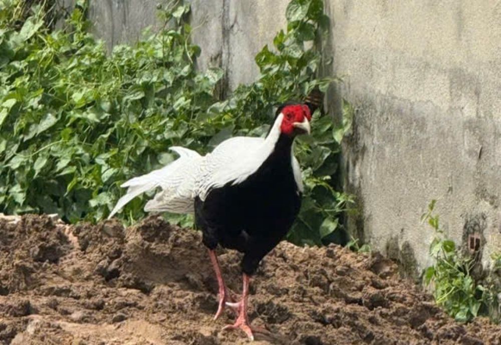 Gà lôi đi lạc vào nhà dân ở TPHCM. Ảnh: Đông Hoàng