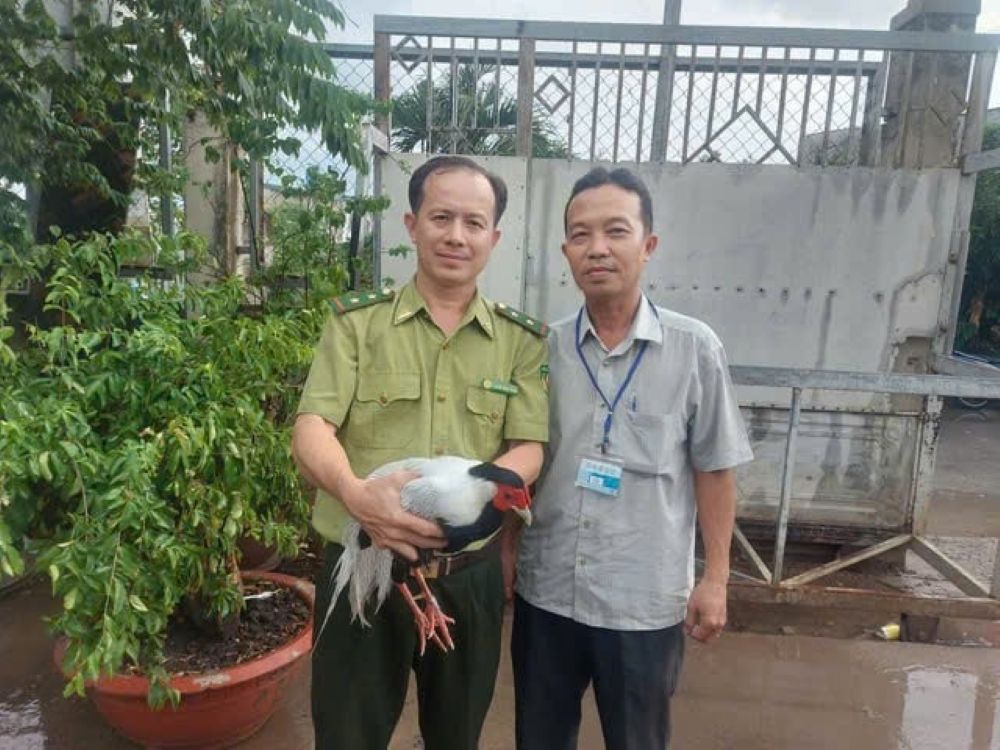 Chi cục Kiểm lâm TPHCM đã tiếp nhận con gà lôi từ người dân. Ảnh: Đông Hoàng