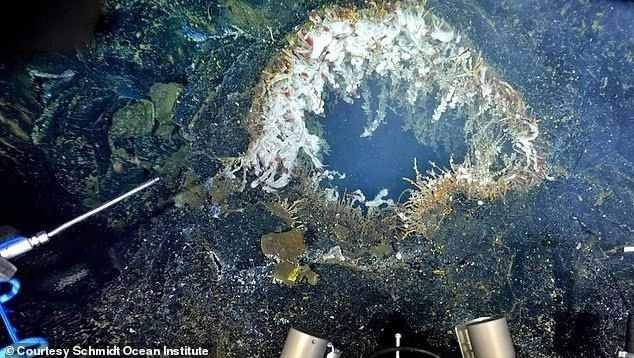 Nhà khoa học William Chadwick tin rằng Axial Seamount có khả năng phun trào trước cuối năm 2025
