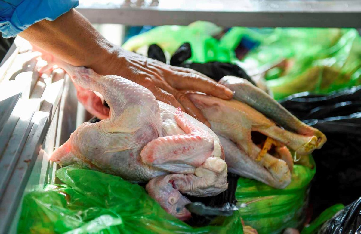 Gà nguyên con là thức ăn chủ yếu của đàn hổ. Ảnh: Minh Hoàng