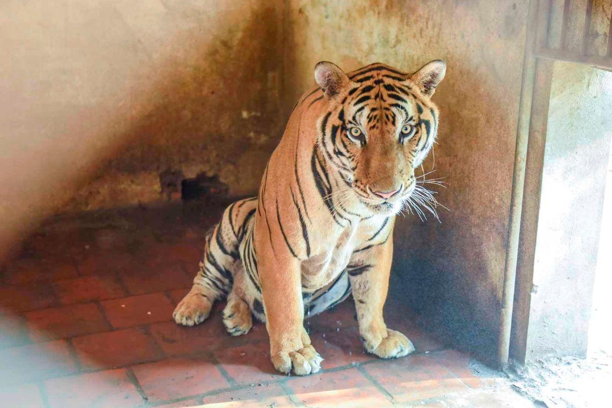Có tổng cộng 9 cá thể hổ đang được nuôi nhốt tại trại. Ảnh: Minh Hoàng