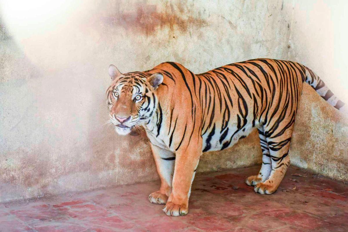 Hiện chủ trại nuôi đang gặp nhiều khó khăn trong việc chăm sóc, nuối nhốt đàn hổ. Ảnh: Minh Hoàng