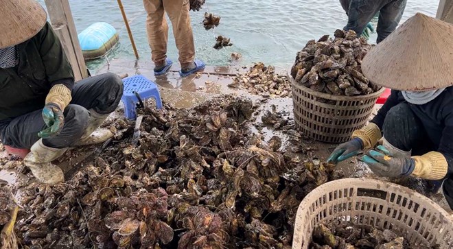 Kiểm tra xử lý vụ hàu vàng nhập lậu tràn lan trên thị trường