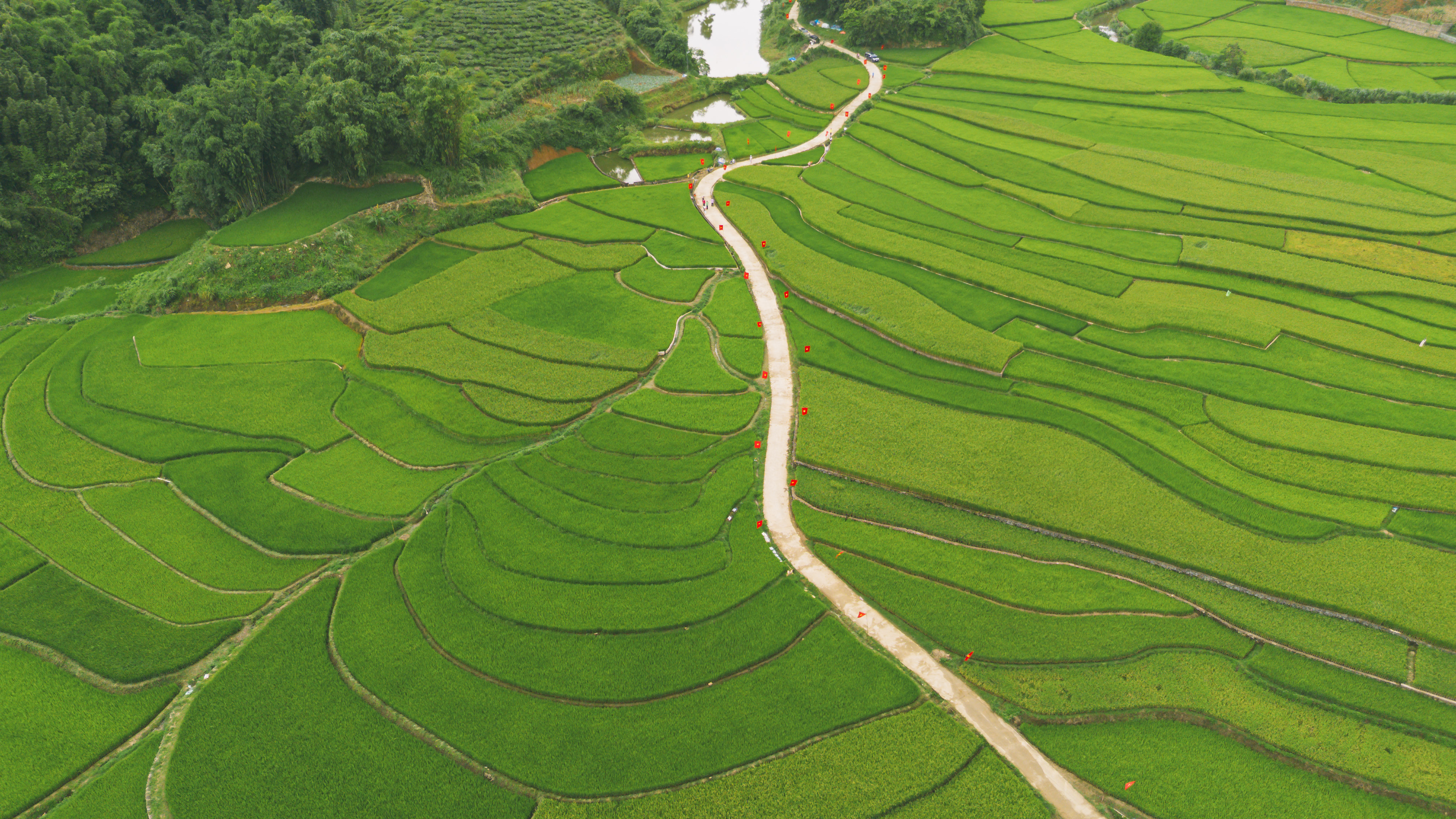 Con đường chạy xuyên cánh đồng những ngày này được bà con địa phương treo cờ Tổ quốc để đón chào dịp lễ lớn 80 năm Quốc khánh 2.9.