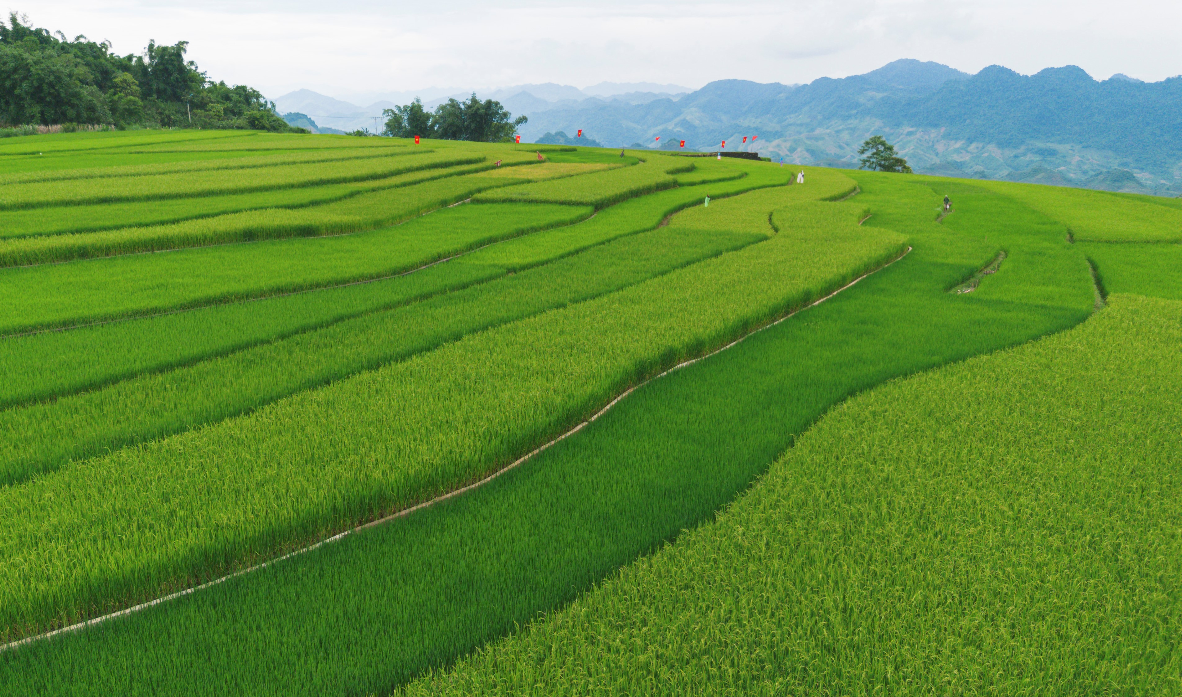 Những mảng màu xanh của lúa như trải thảm trên từng thửa ruộng bậc thang thoai thoải ở bản Suối Lìn.