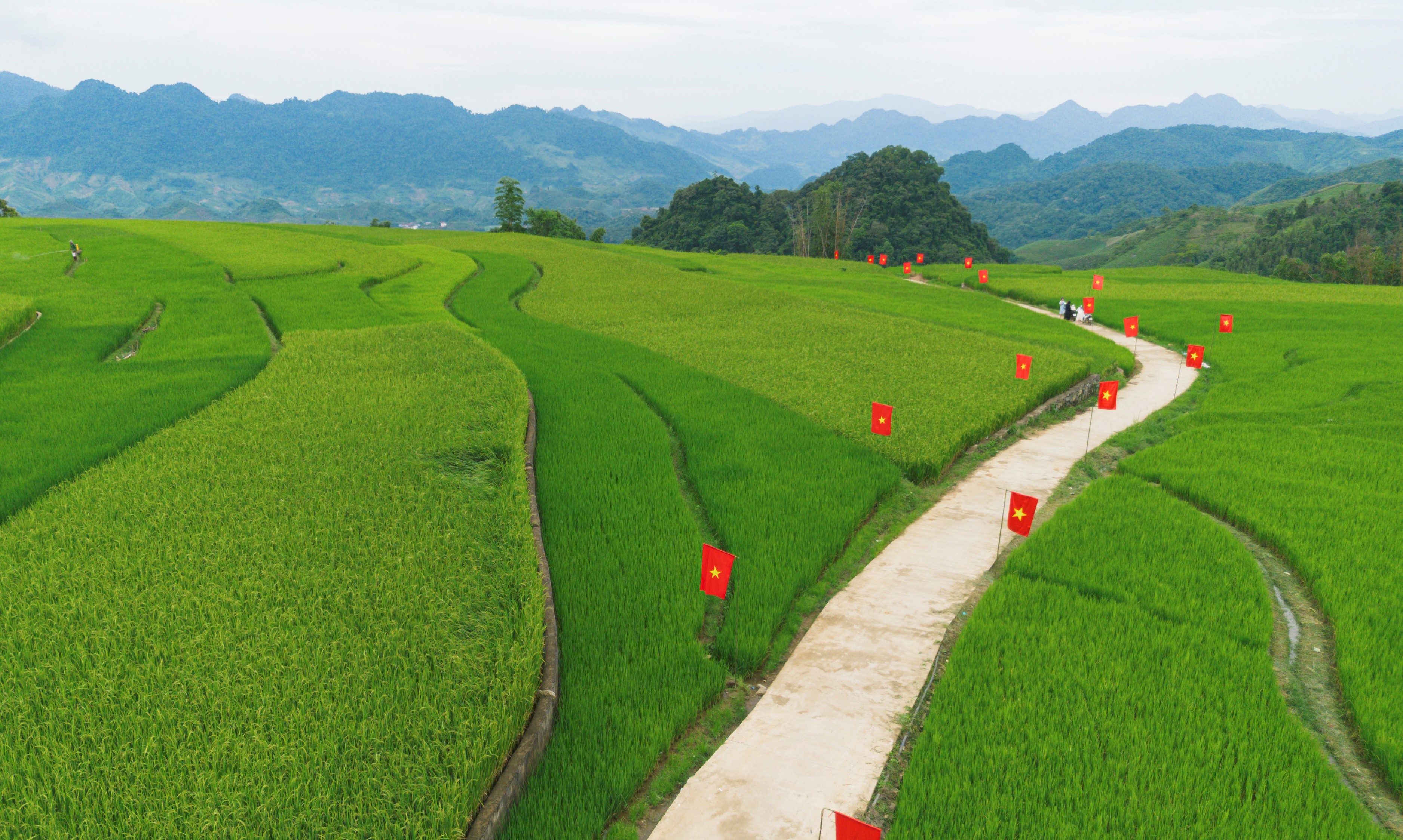 Sắc xanh của đồng lúa đang “thì con gái” được điểm tô thêm sắc cờ đỏ sao vàng rực rỡ.