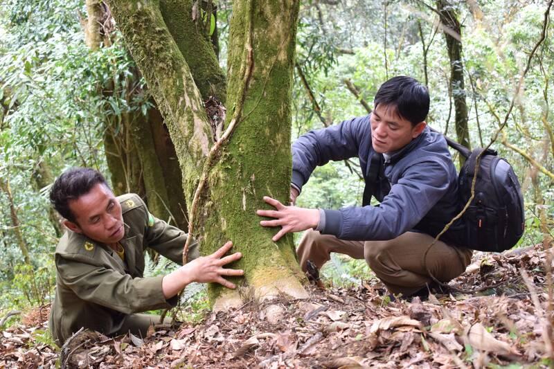 Kiểm tra và đánh dấu những cây chè cổ thụ, bản Nậm Nghiẹp, xã Ngọc Chiến, tỉnh Sơn La. Ảnh: Trường Sơn