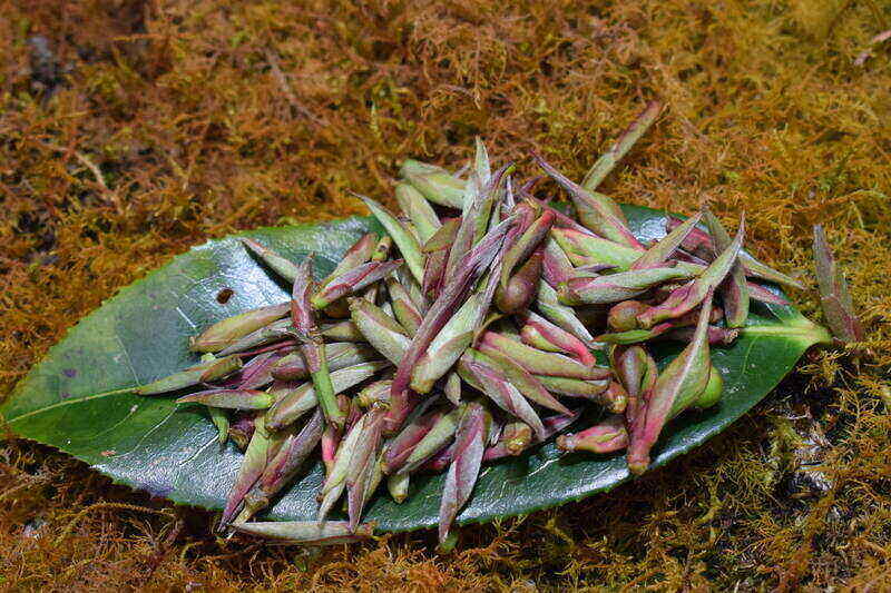 Búp chè cổ thụ ở Ngọc Chiến có màu xanh tía. Ảnh: Trường Sơn