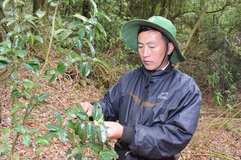 Chè cổ thụ được hái về sử dụng. Ảnh: Trường Sơn