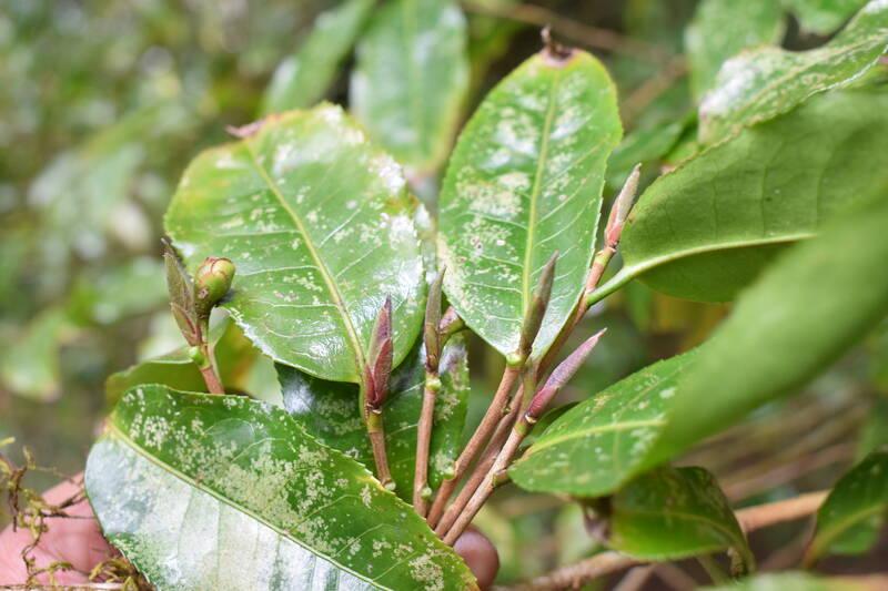 Búp chè cổ thụ ở Ngọc Chiến có màu xanh tía. Ảnh: Trường Sơn