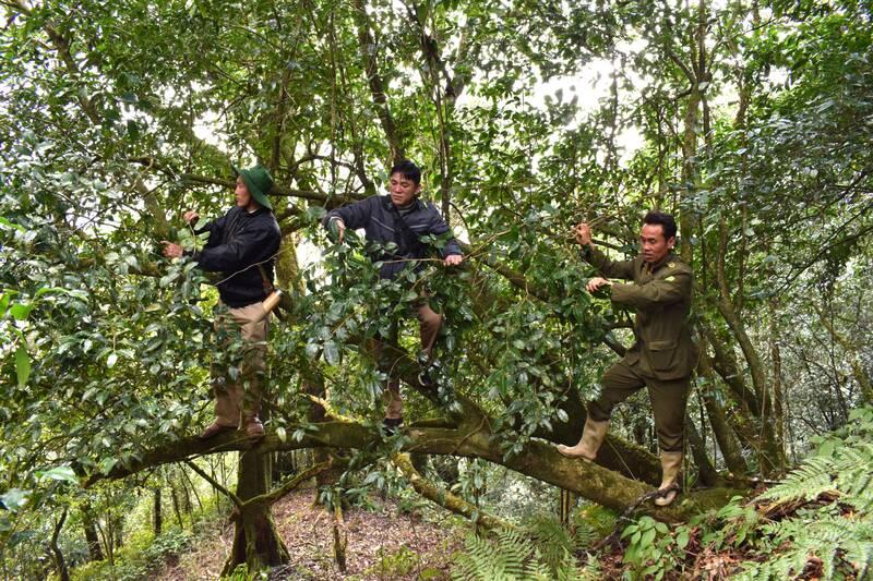 Chè cổ thụ được người dân trong các bản hái về sử dụng. Ảnh: Trường Sơn