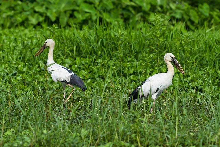 Cò tìm kiếm thức ăn giữa khu rừng nguyên sinh. thung-nham-noi-bao-ton-nhieu-loai-chim-quy-4.jpg