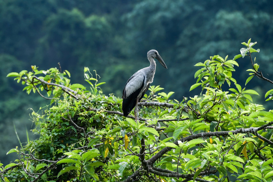 Cò nhạn (hay còn gọi là cò lửa) - một loài chim đặc trưng tại Vườn chim Thung Nham. thung-nham-noi-bao-ton-nhieu-loai-chim-quy-2.jpg