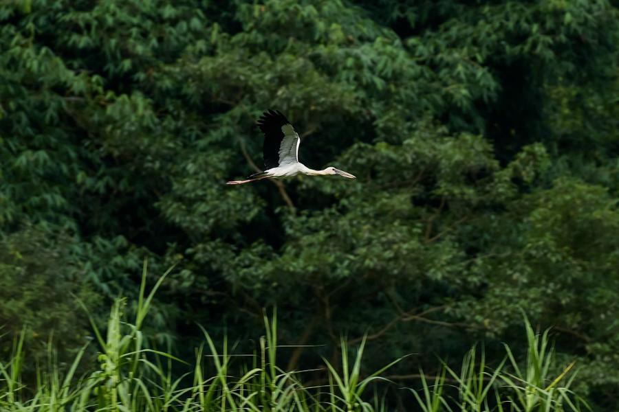 Một chú cò trắng bay lượn giữa thảm rừng xanh. thung-nham-noi-bao-ton-nhieu-loai-chim-quy-3.jpg