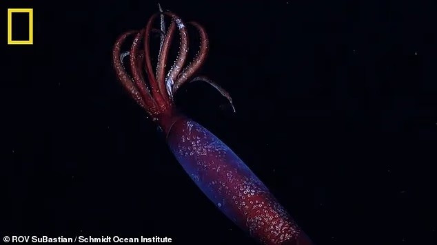 Các nhà khoa học đã ghi lại được đoạn video đầu tiên về loài mực Nam Cực khó nắm bắt, ở độ sâu 2.152 mét dưới đáy Nam Đại Dương.