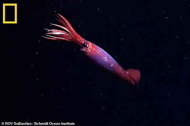 Mực gonate Nam Cực chỉ được biết đến thông qua các mẫu vật chết được tìm thấy trong lưới và trong các mảnh được bảo quản trong dạ dày của các loài săn mồi khác. Đây là lần đầu tiên loài mực ống quý hiếm này được nhìn thấy ngoài tự nhiên. lan-dau-ghi-hinh-muc-gonate-nam-cuc-khong-lo-o-do-sau-2152m-2.jpg