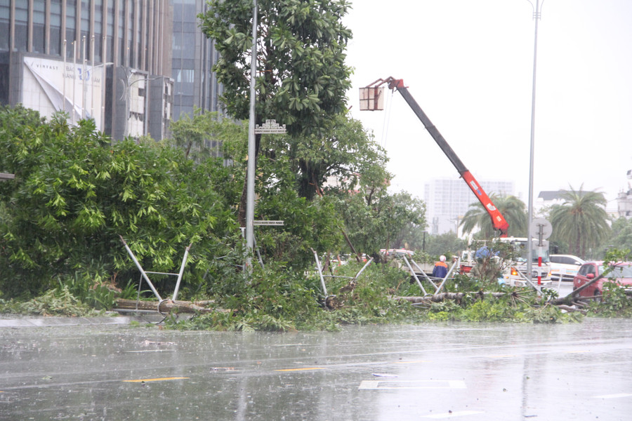 Cây xanh được gia cố trụ đỡ bằng thép tại tuyến đường Phan Đình Phùng bị bật gốc hàng loạt. 12.jpg
