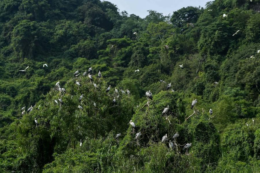 Vườn chim Thung Nham nằm ẩn mình giữa những dãy núi, có đa dạng các loài chim sinh sống.