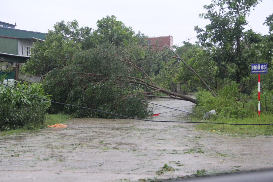 Trưa 25/8, bão số Kajiki đổ bộ vào các phường trung tâm ở Hà Tĩnh, sức gió mạnh, quần thảo liên tục trong nhiều giờ khiến cây cối đổ gục. 2.jpg