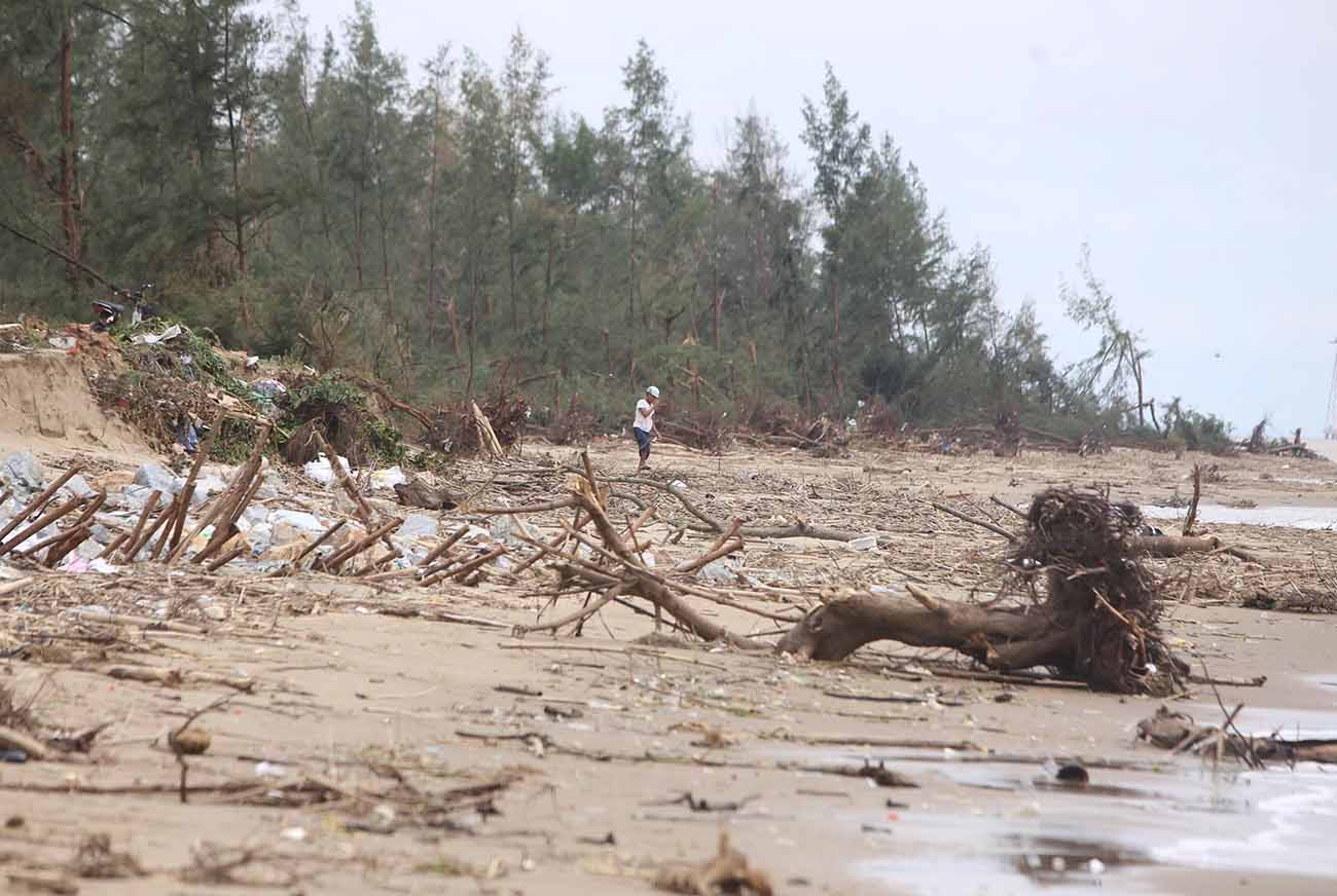 Những gốc cây bị sóng đánh đổ, người dân đã cắt thân làm củi chỉ trơ lại gốc. Ảnh: Trần Tuấn.