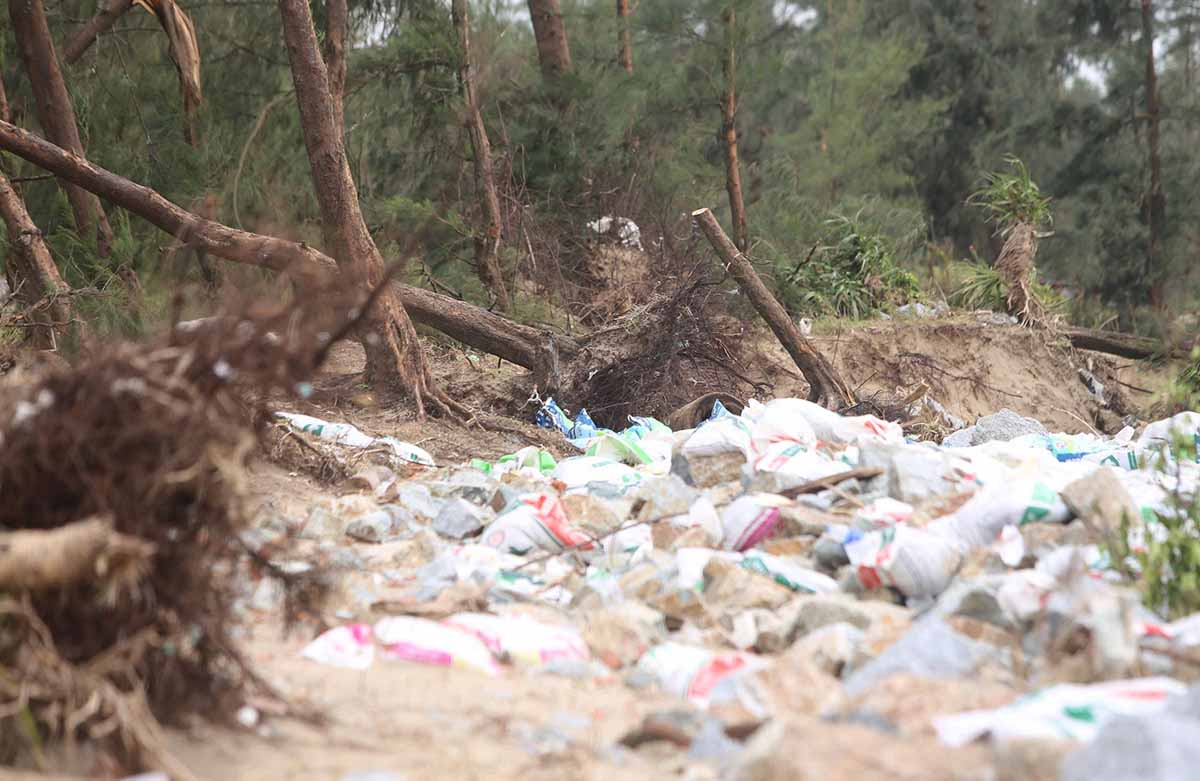 Dù đã được gia cố bằng nhiều bao tải cát nhưng sóng vẫn đánh đổ những cây phi lao phòng hộ. Ảnh: Trần Tuấn.