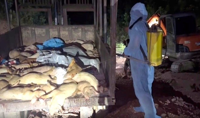 Nguy cơ dịch bệnh tái phát, Đắk Lắk siết chặt kiểm dịch động vật