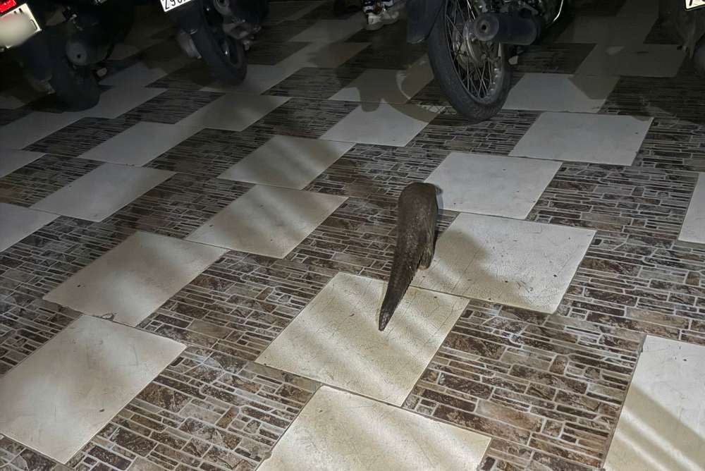 Cá thể tê tê quý hiếm bò vào nhà dân ở phường Lâm Viên - Đà Lạt. Ảnh: Người dân cung cấp