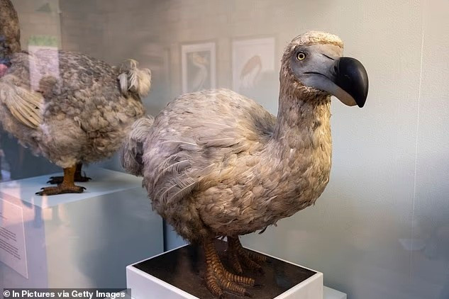 Các nhà khoa học tuyên bố họ đang tiến gần hơn một bước tới việc đưa loài chim dodo khỏi bờ vực tuyệt chủng. Trong ảnh là mô hình chim dodo tại Bảo tàng Lịch sử Tự nhiên ở London.