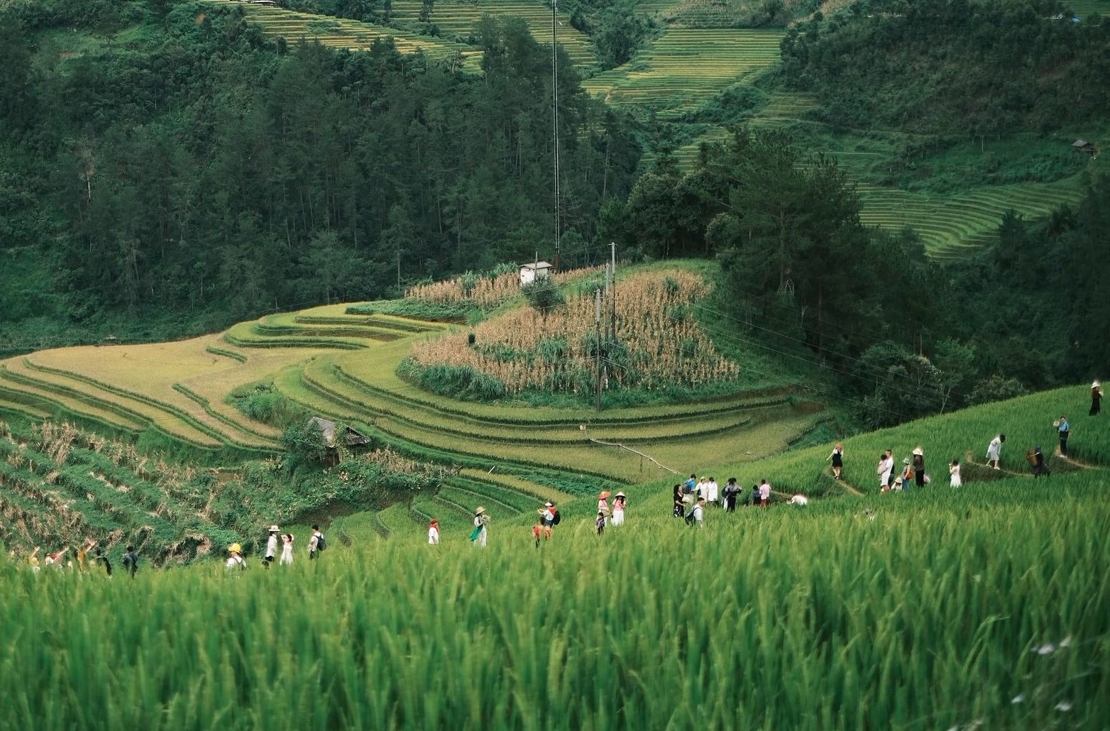 Du khách xếp hàng nối đuôi nhau chụp ảnh ở đồi Mâm Xôi. Cuối tuần luôn là dịp đông khách đến check-in, nên đặt trước xe, phòng ở và bữa ăn để có chuyến đi suôn sẻ.