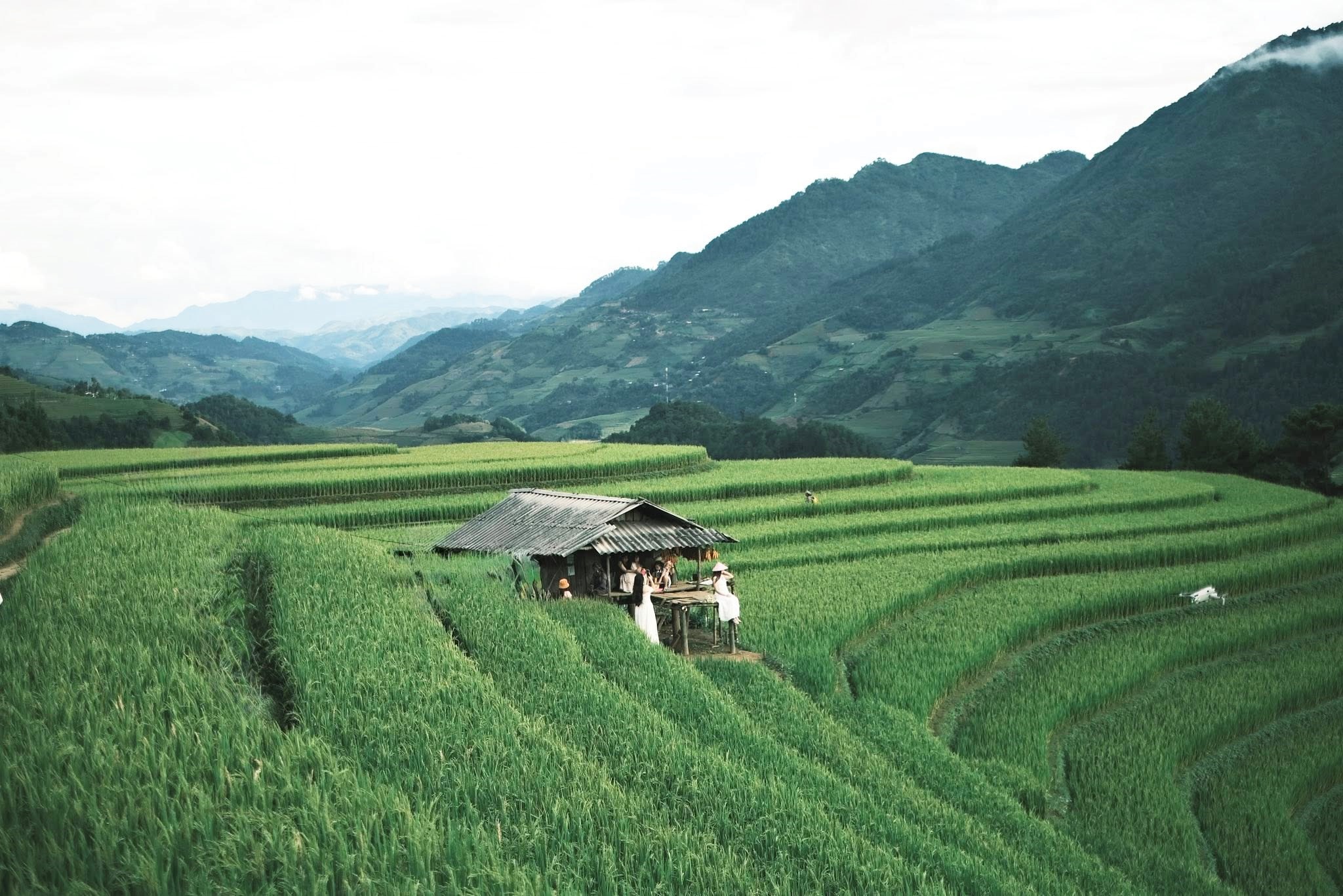 Du khách chụp ảnh bên chòi canh lúa của dân bản, bao quanh là màu xanh mướt mắt và những thửa ruộng lúa đang trổ hạt chín dần.