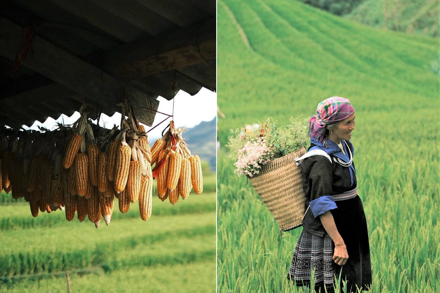 Những khoảnh khắc thơ mộng, dân dã mà Đạt chụp lại sau chuyến đi khám phá mùa thu Tây Bắc. Đến Mù Cang Chải đúng vào đầu mùa thu nên Đạt ấn tượng với khí hậu mát mẻ không quá lạnh, dễ chịu hơn so với các điểm Tà Xùa, Mộc Châu đã từng đi. Đồng bào dân tộc Thái, H'Mông ở đây thân thiện, giúp khách có nhiều trải nghiệm văn hóa thú vị.
