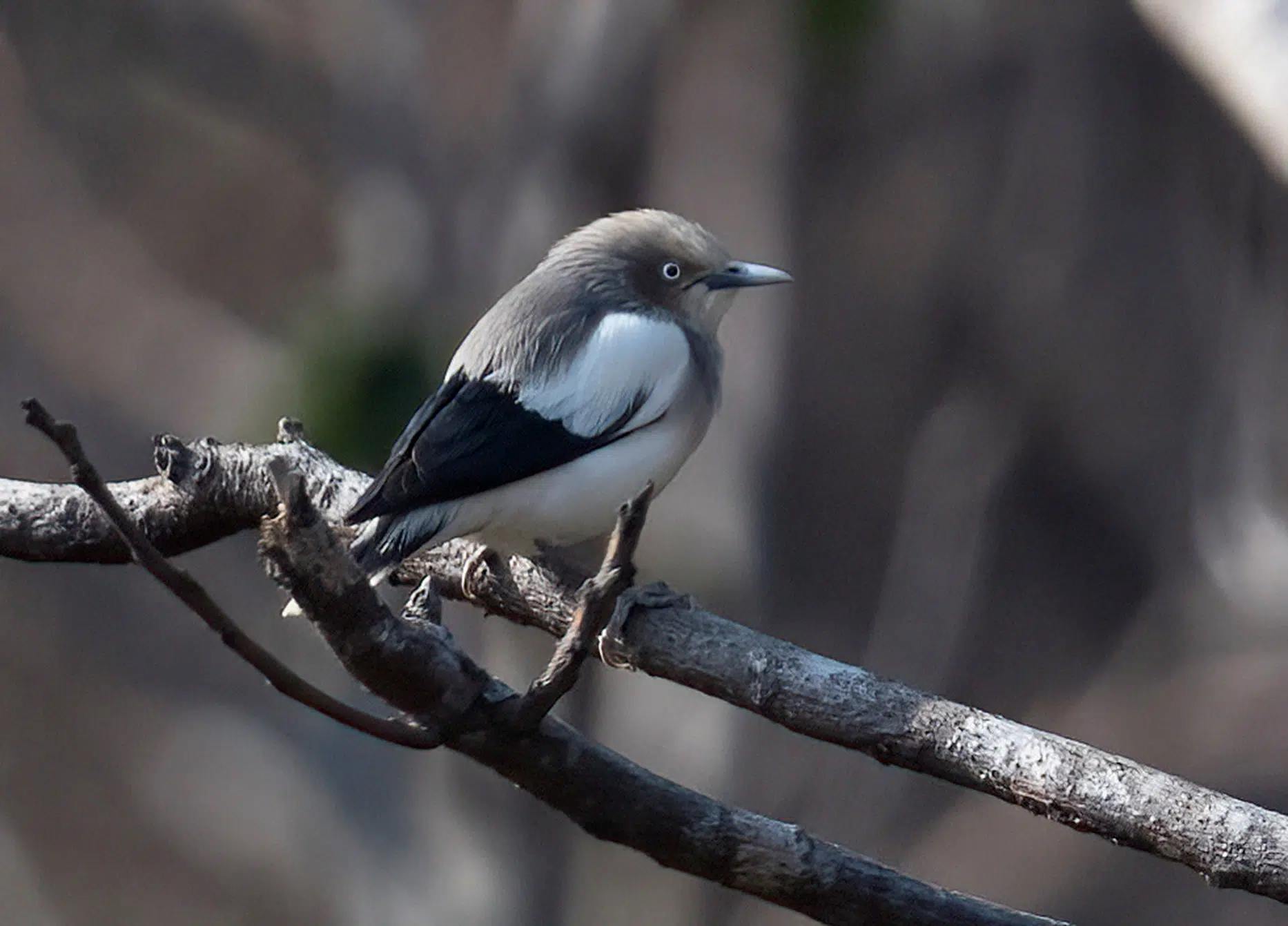 Sáo đá vai trắng. Ảnh: Ban Quản lý Vườn quốc gia Bái Tử Long