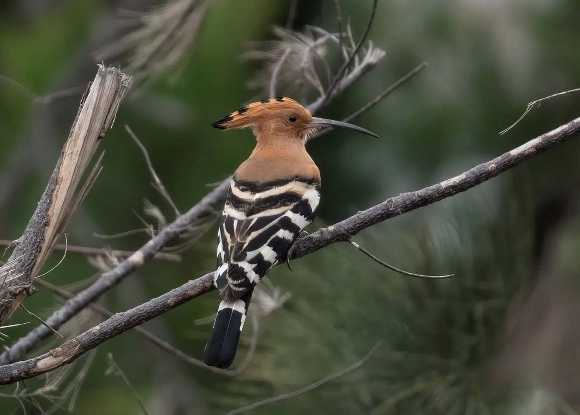 Chim Đầu rìu. Ảnh: Ban Quản lý Vườn quốc gia Bái Tử Long