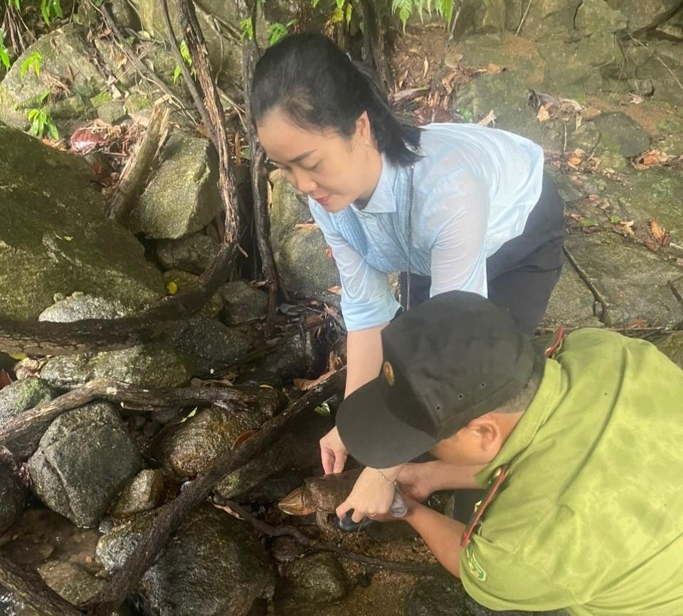Lực lượng chức năng thả cá thể rùa đầu to về môi trường tự nhiên. Ảnh: Kiểm lâm Quảng Ngãi