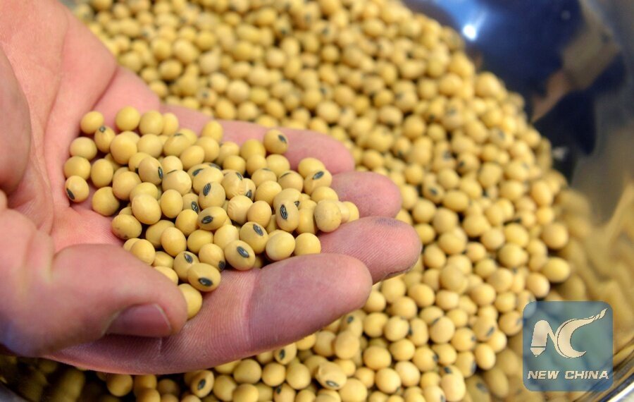 Một mẫu đậu nành đã qua xử lý tại cơ sở Peterson Farms Seed ở Fargo, North Dakota, Mỹ. Ảnh: Xinhua