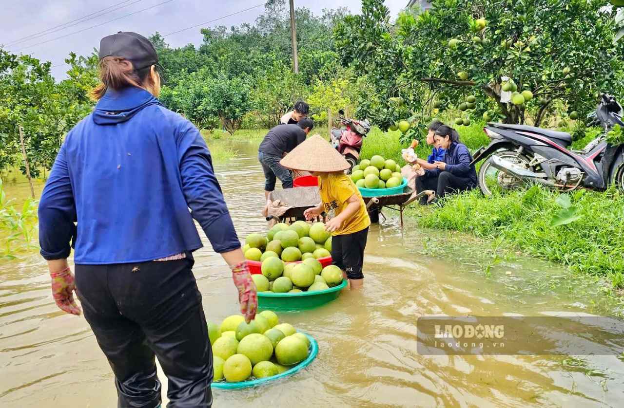 Người dân tranh thủ nước rút ra thu hoạch những quả còn có thể bán để vớt vát lại công chăm sóc. Ảnh: Văn Đức