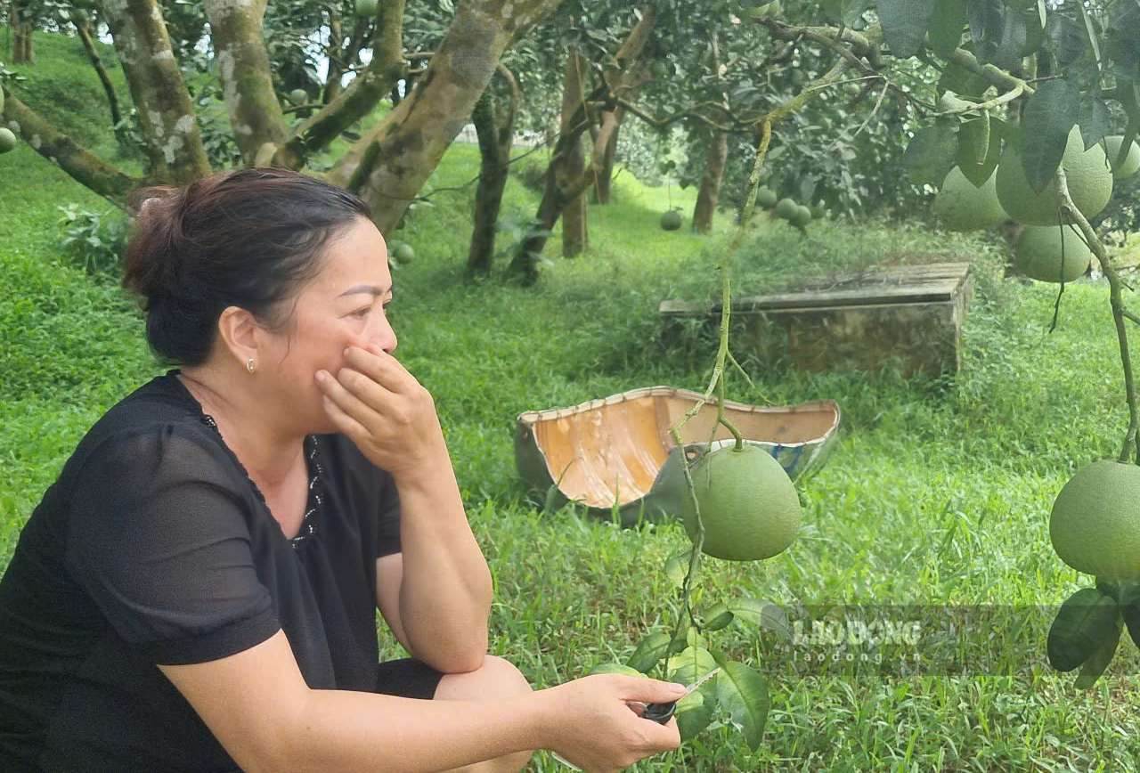 Bà Tạ Thị Tuyến buồn rầu nhìn vườn bưởi gia đình chìm sâu trong nước. Ảnh: Văn Đức