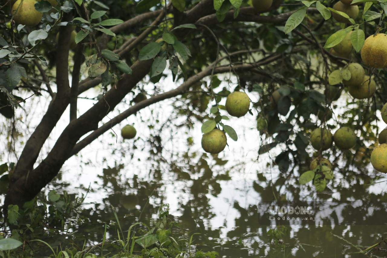 Hơn 150ha của 120 hộ dân trong bưởi tại xã Thác Bà bị ảnh hưởng do mưa lũ. Ảnh: Văn Đức