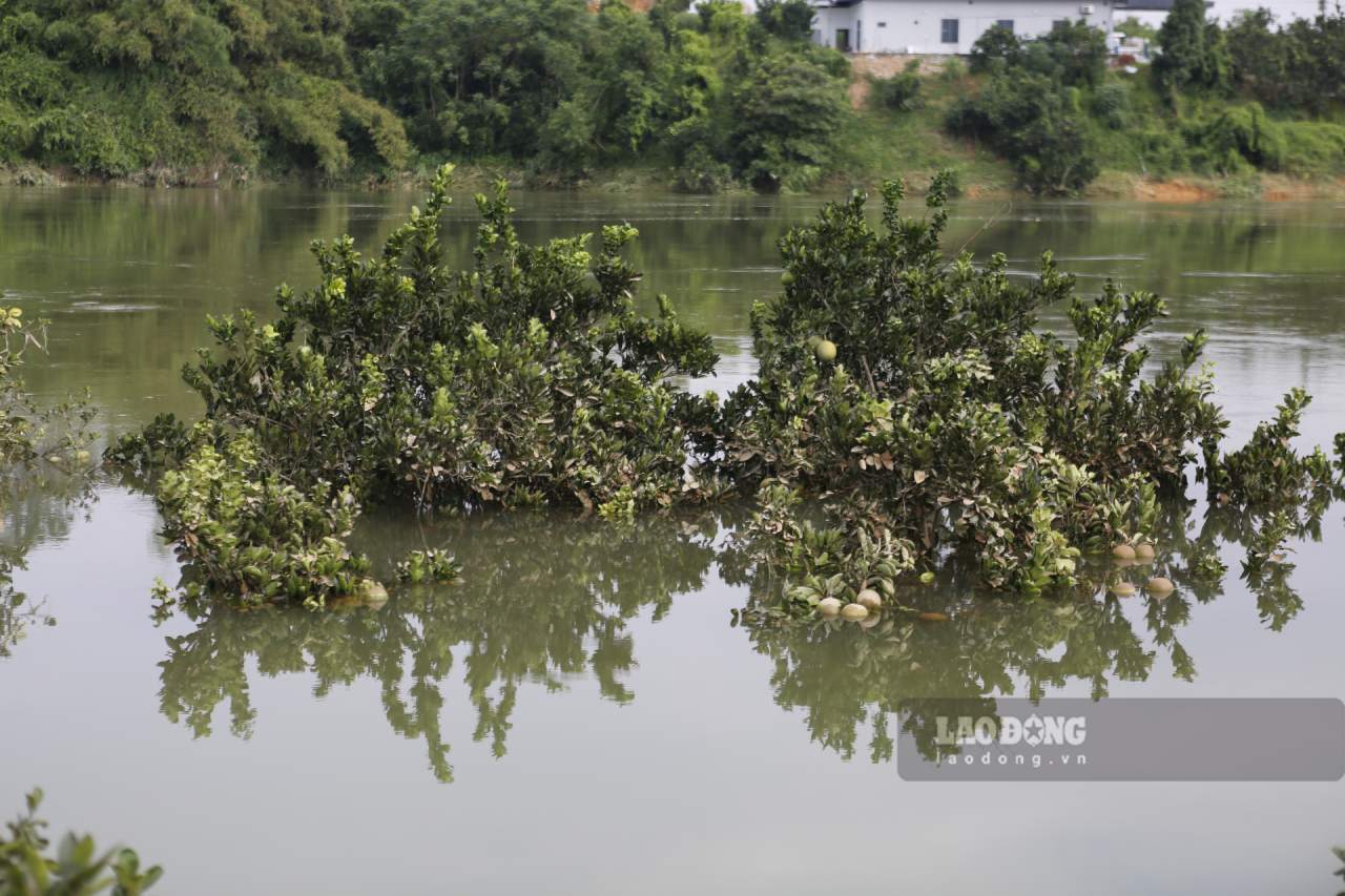 Những hàng bưởi ven sông Chảy chìm nghỉm dưới dòng nước. Ảnh: Văn Đức