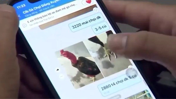 Công an Hà Nội đánh sập ổ bạc trá hình chọi gà quy mô lớn